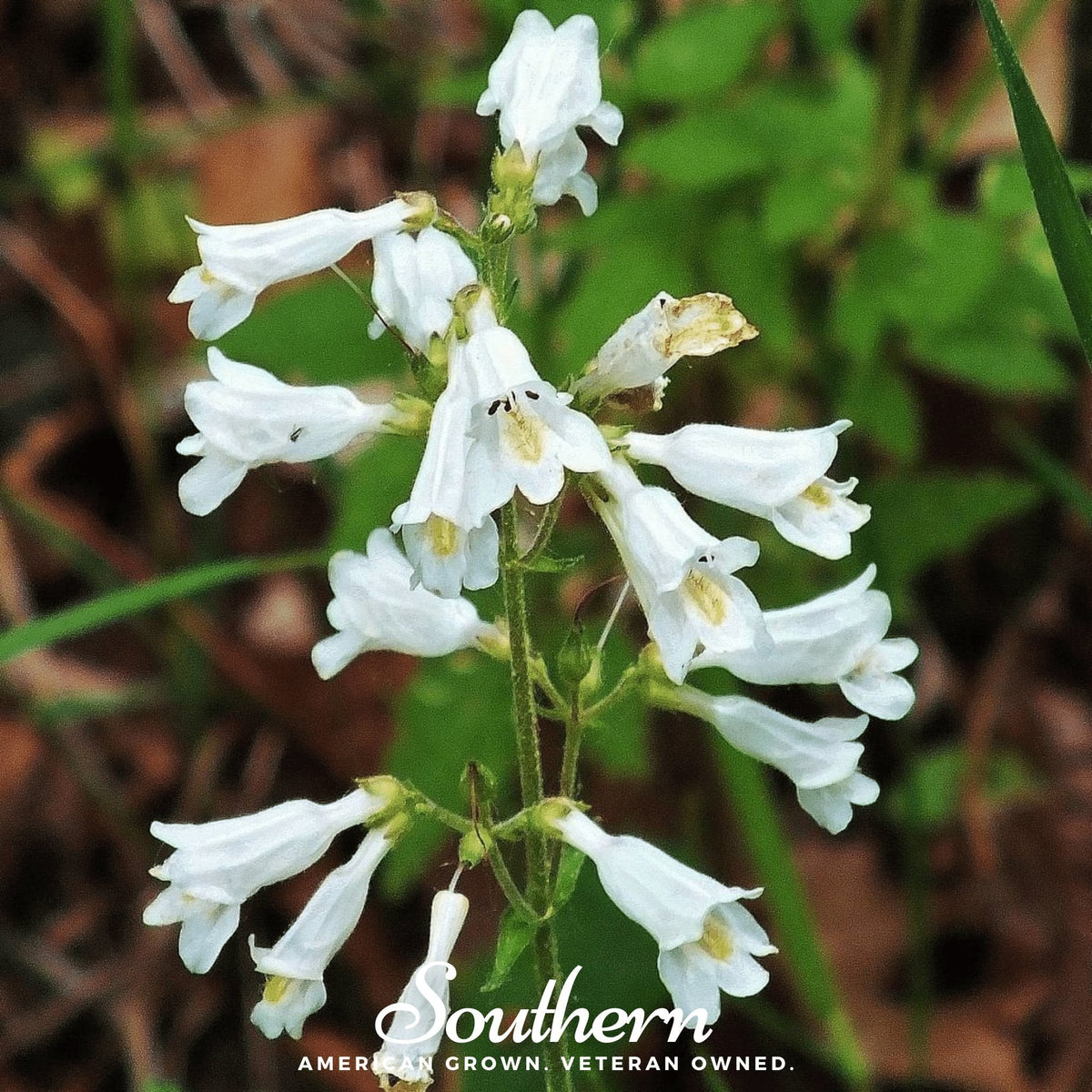 Beardtongue Foxglove – 200 Seeds