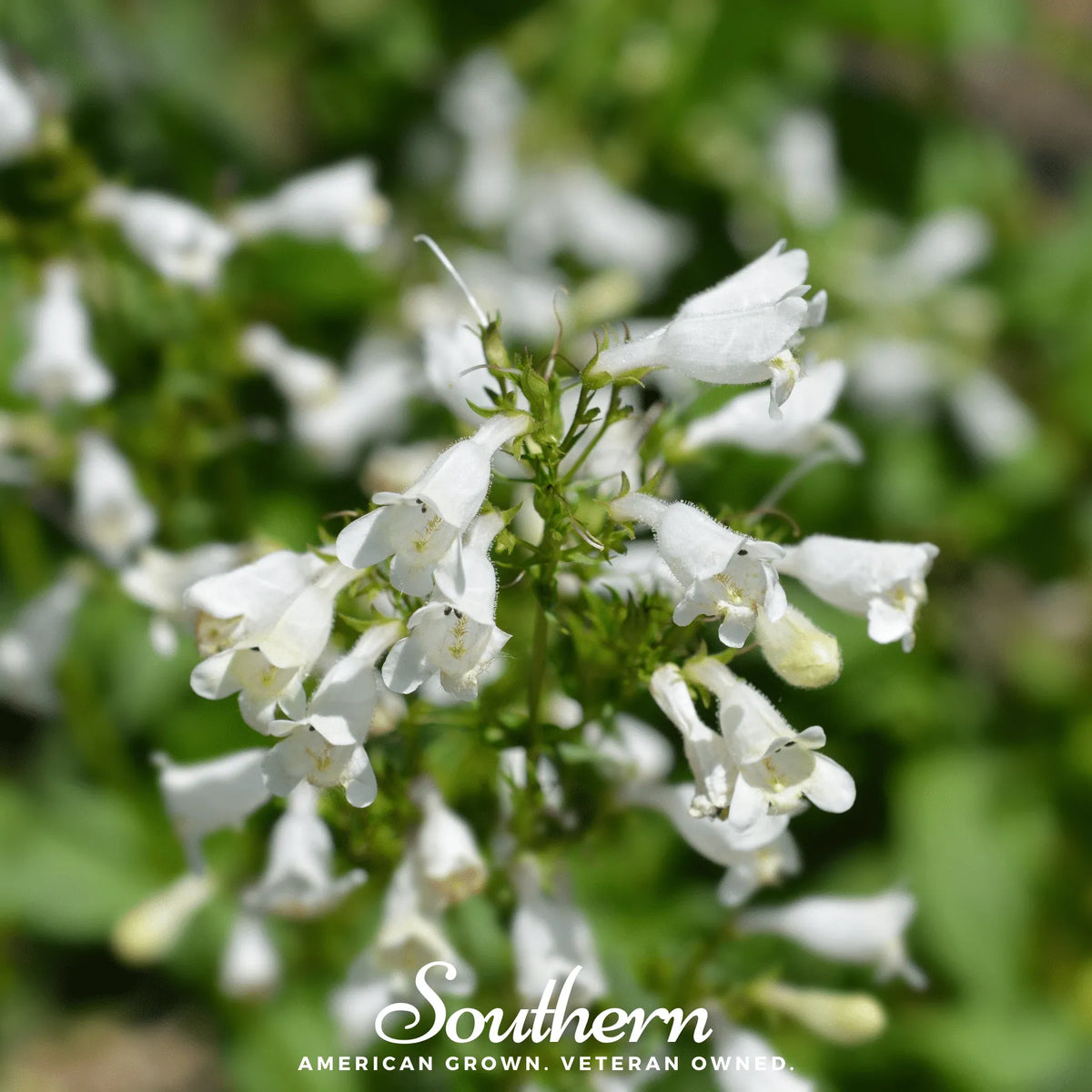 Beardtongue Foxglove – 200 Seeds
