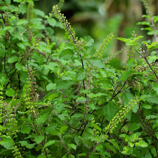 Holy Tulsi Basil – 250 Seeds