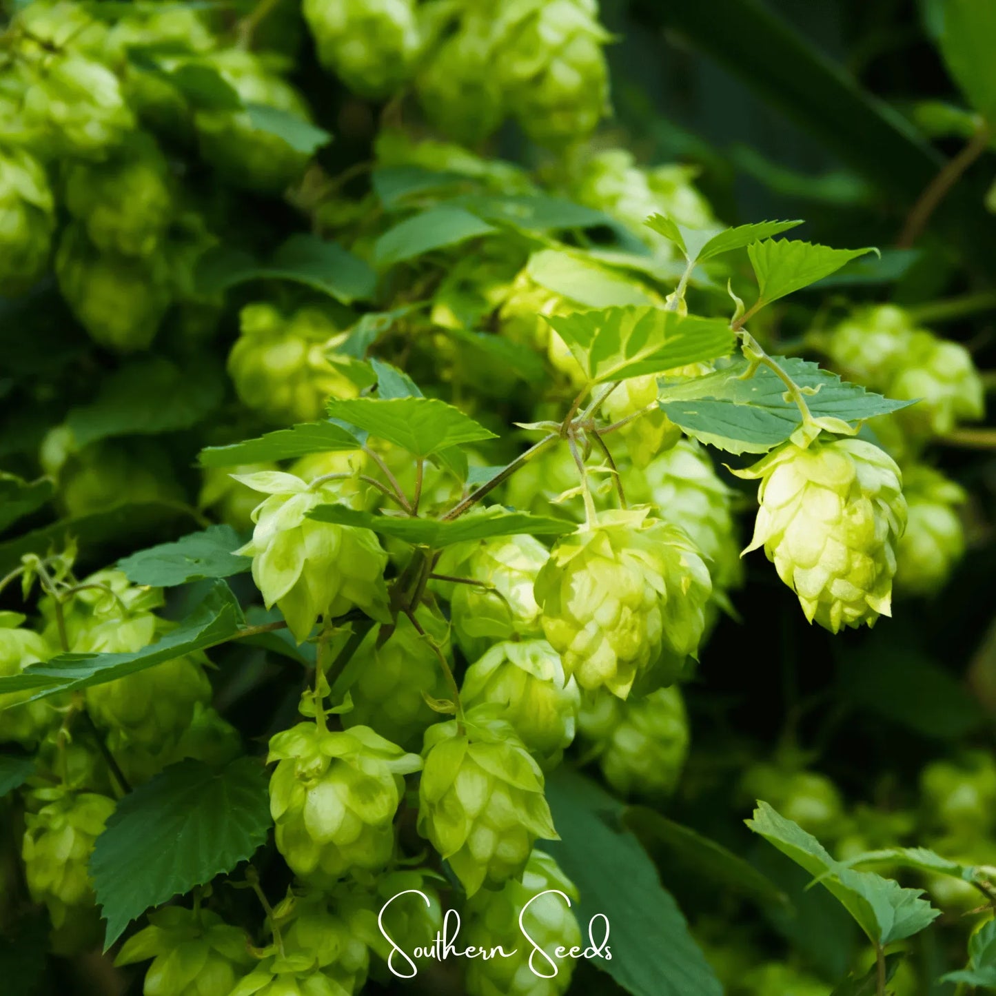 Beer Hops – 20 Seeds