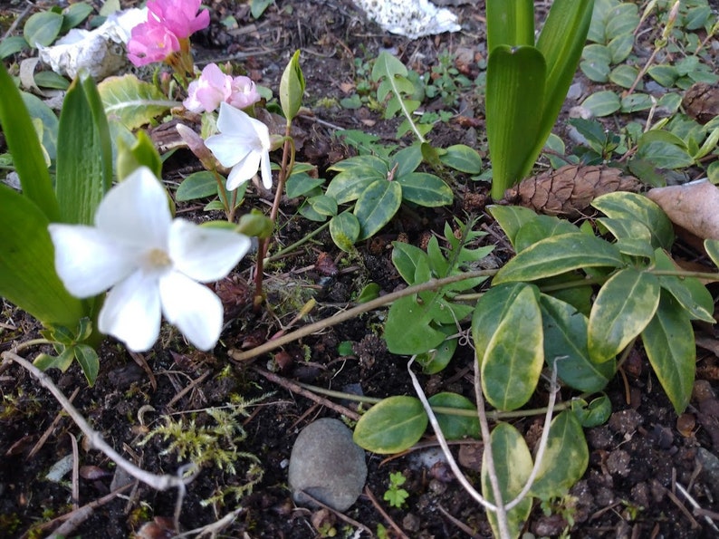 Variegated Vinca Cuttings - 5 Organic Periwinkle Clippings (Vinca Minor) for Propagation, Groundcover with White Flowers