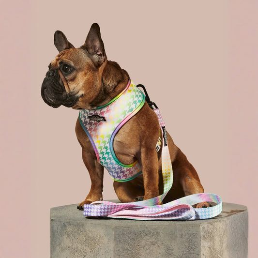 Rainbowtooth Dog Leash