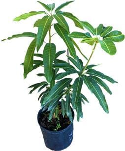 Pina Collada Mango Tree Grafted