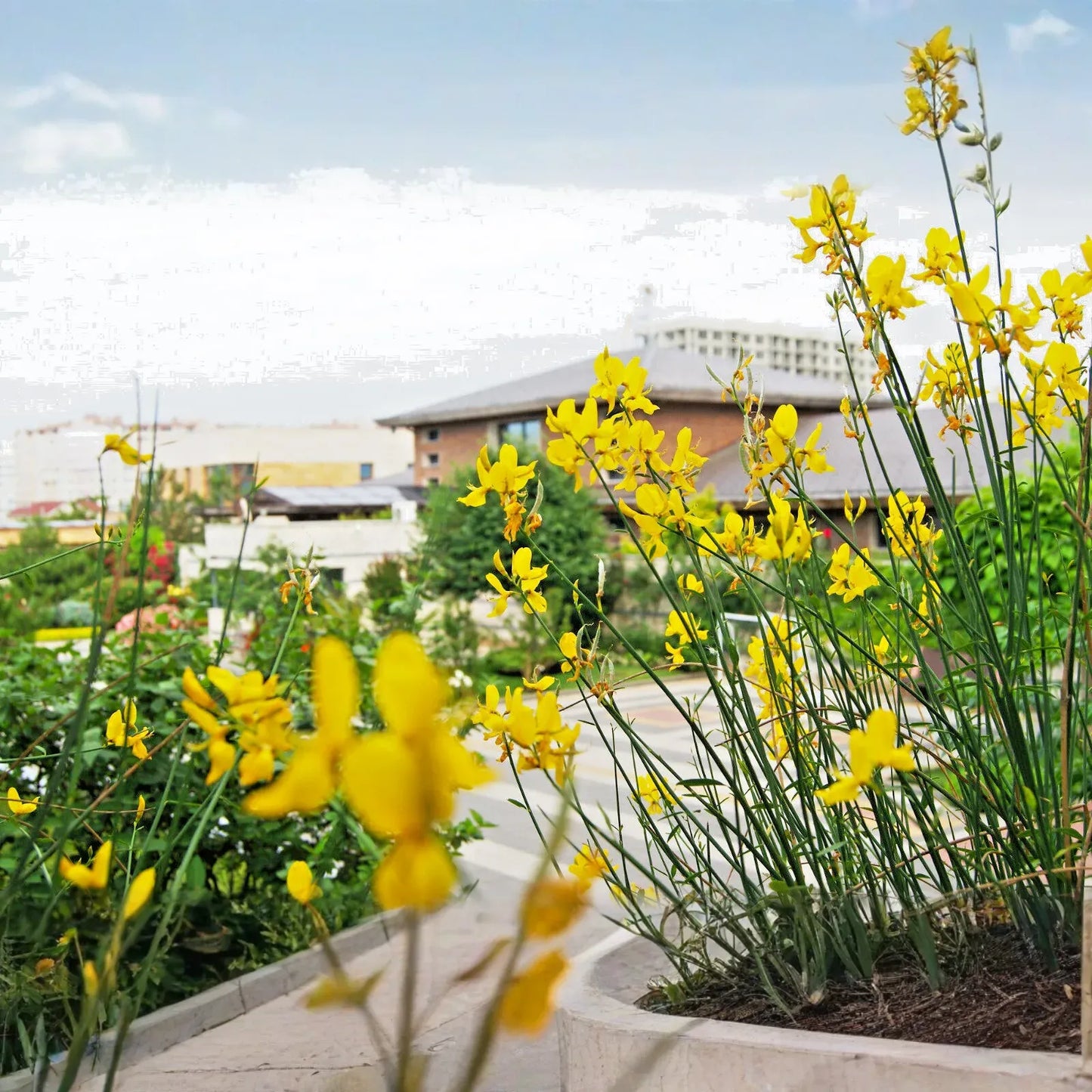 20 Spanish Broom Seeds (Spartium junceum) Weavers Broom, Yellow Flowering Bush Shrub, Hardy Shrub for Garden, Fragrant Plant Seeds