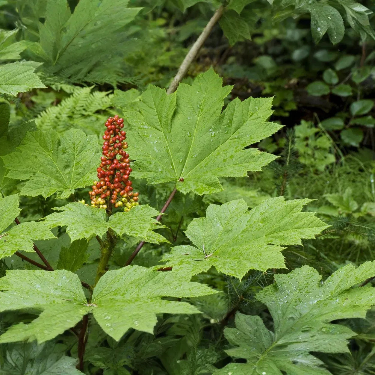 1 Devil's Club (Oplopanax horridus) Live Root – Alaska Wild Harvested for Planting