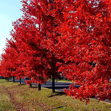 10 Red Sunset Japanese Maple Tree Seeds (Acer rubrum) β Fast-Growing Shade Tree 40-60' for Landscaping or Bonsai