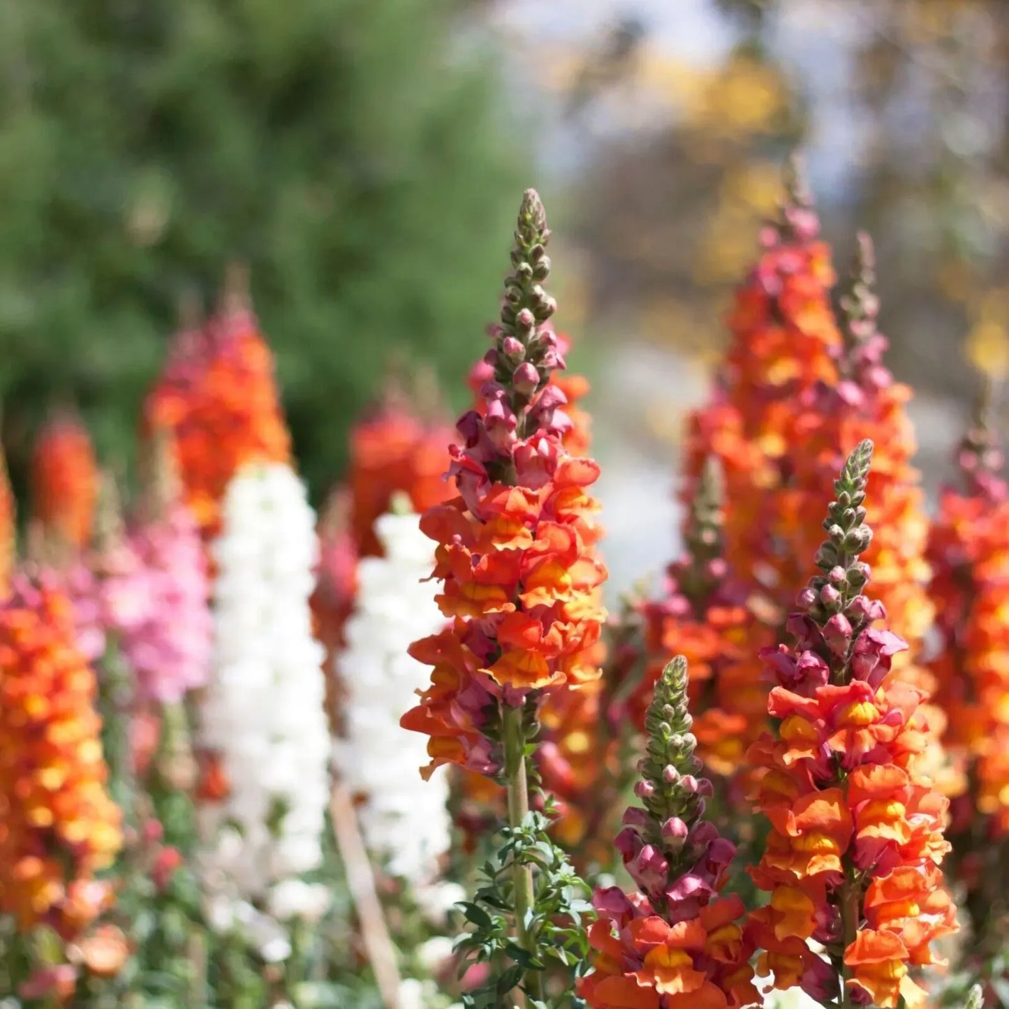 Antirrhinum majus Passion Red Mix Snapdragon Seeds β 1000+ Bold Red Blooms for Garden & Cut Flowers
