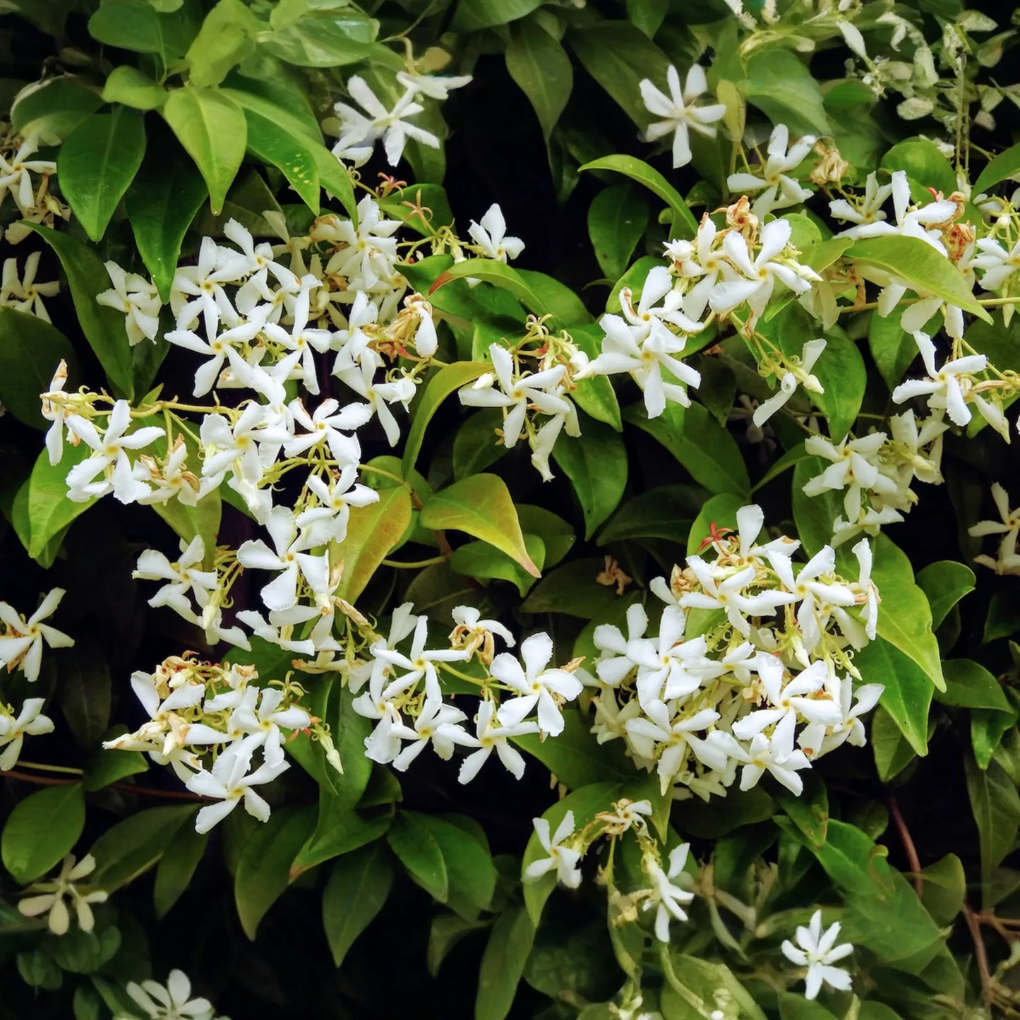 Night Blooming Jasmine - Cestrum Nocturnum - 6-10” Tall Potted Live Plant, Fragrant Flowers, Perfect for Gardens