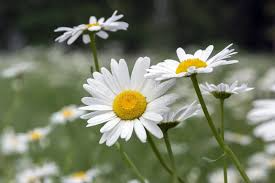 200+ White Painted Daisy Seeds β Crisp White Blooms with Yellow Centers for Garden Planting, Pollinator-Friendly Perennials β USA