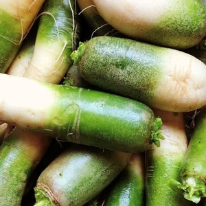 500+ Green Meat Radish Seeds β Heirloom Daikon Variety, Crisp & Mild Flavor