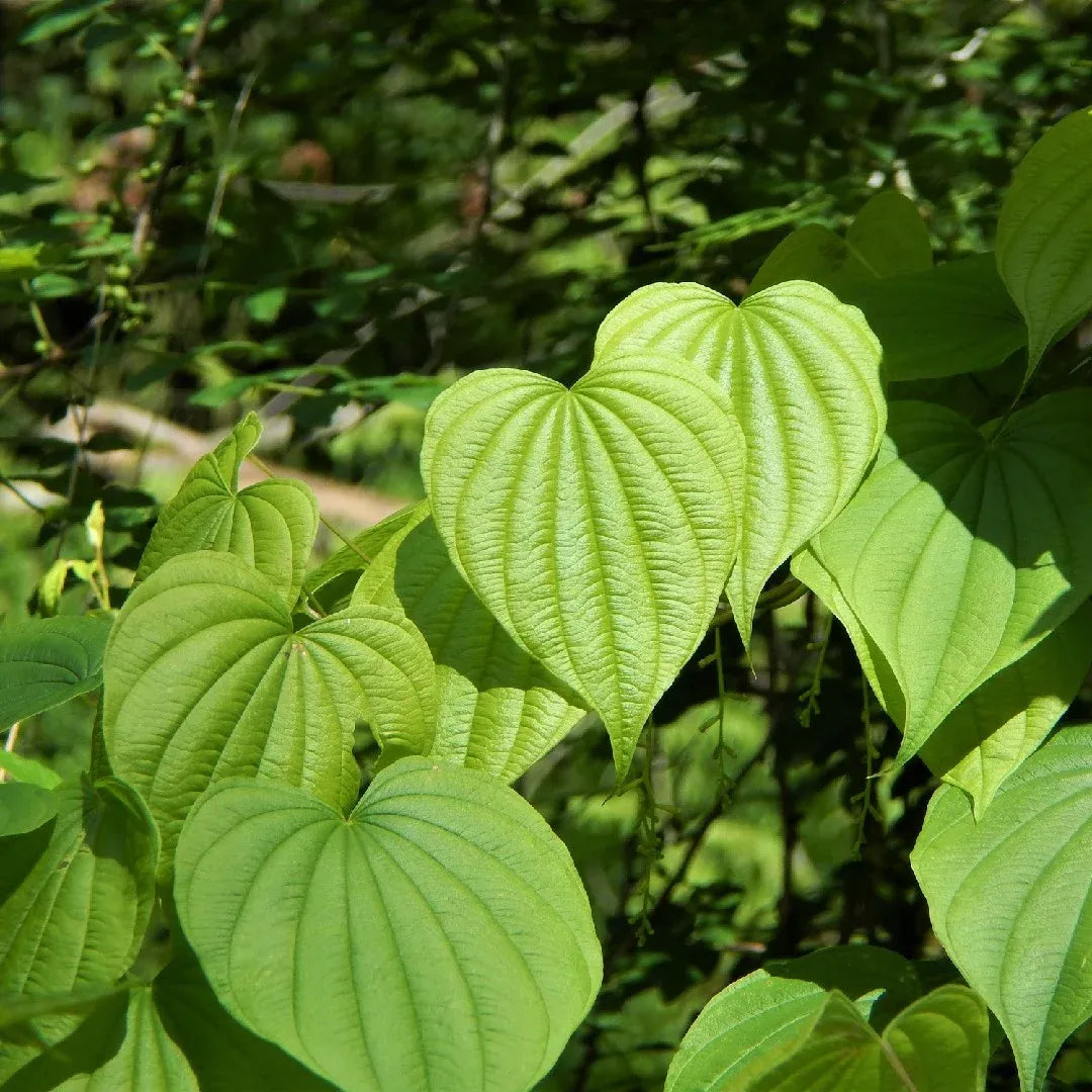 10 Bare Root Wild Yam Plants, Perennial Vine, Dioscorea villosa, Organic Wildflower Bulbs for Gardens