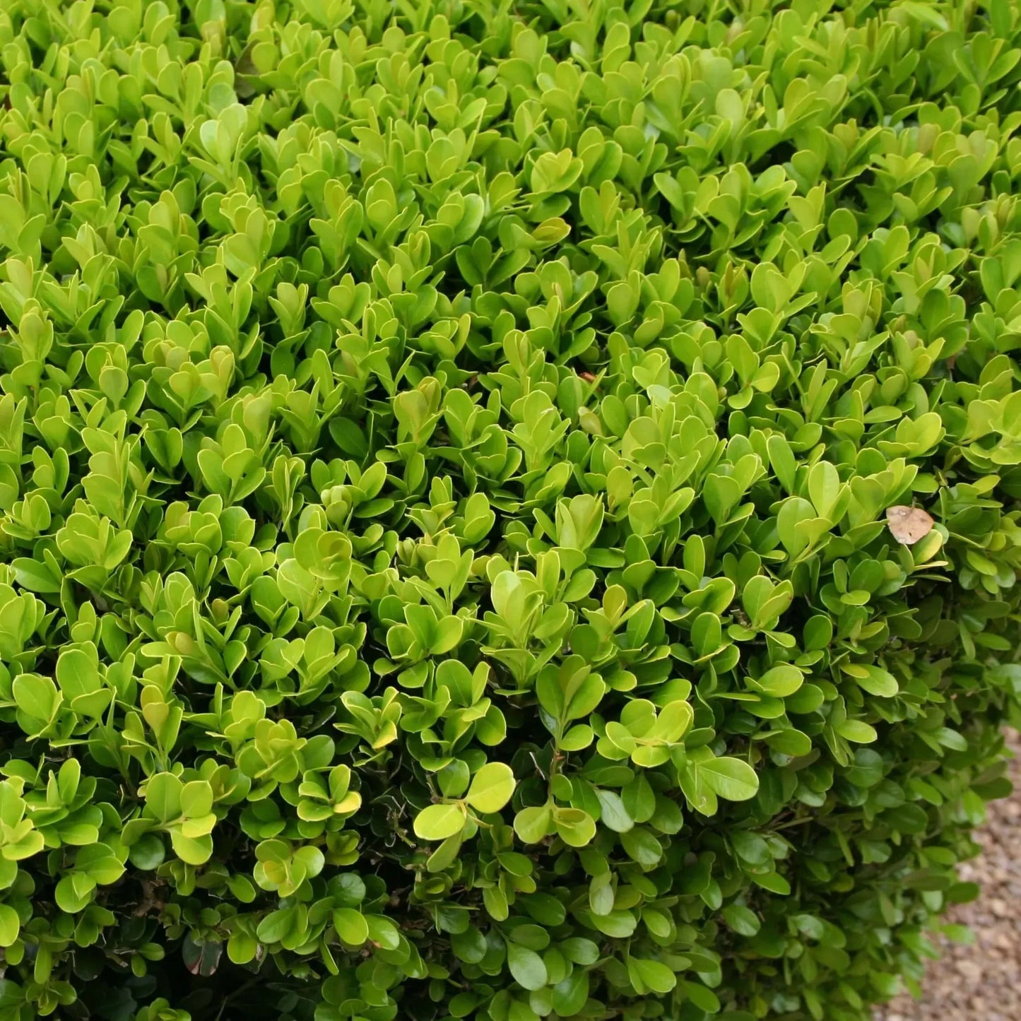 6 Japanese Boxwood Live Plants 12" | Buxus microphylla japonica | Evergreen Shrub, Hedge Starter, Landscape Ready, Fast Shipping