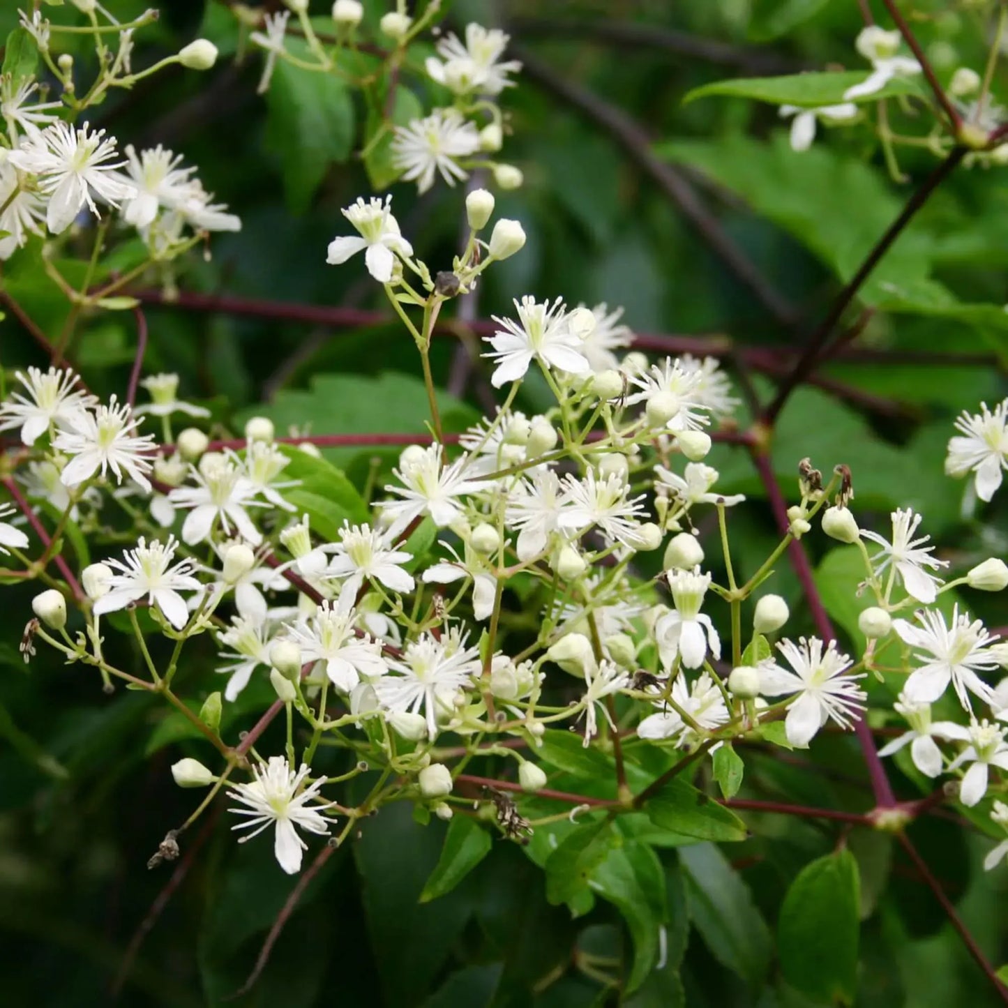 100 mg Seeds Clematis Virginiana β Virgin's Bower (Clematis virginiana) | Native Flowering Climber for Planting & Garden Beauty