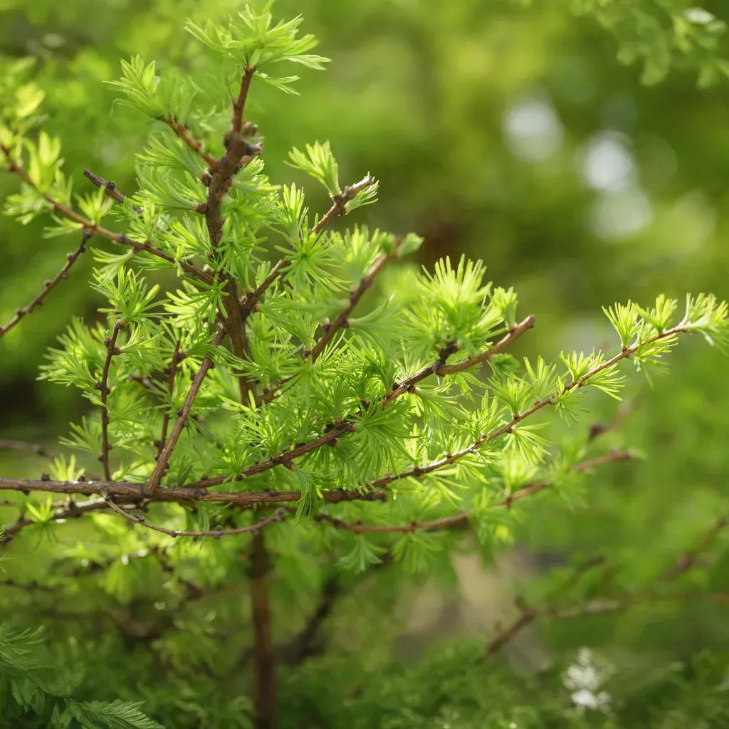 Japanese Larch Tree (Larix kaempferi) | 12–14" Live Seedling | Perfect for Bonsai | 2-Year-Old Deciduous Conifer