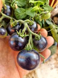 15 Blue Room (Blaue Zimmer) Micro Dwarf Tomato Seeds (Solanum lycopersicum) β Heirloom, Non-GMO, Compact & High-Yield