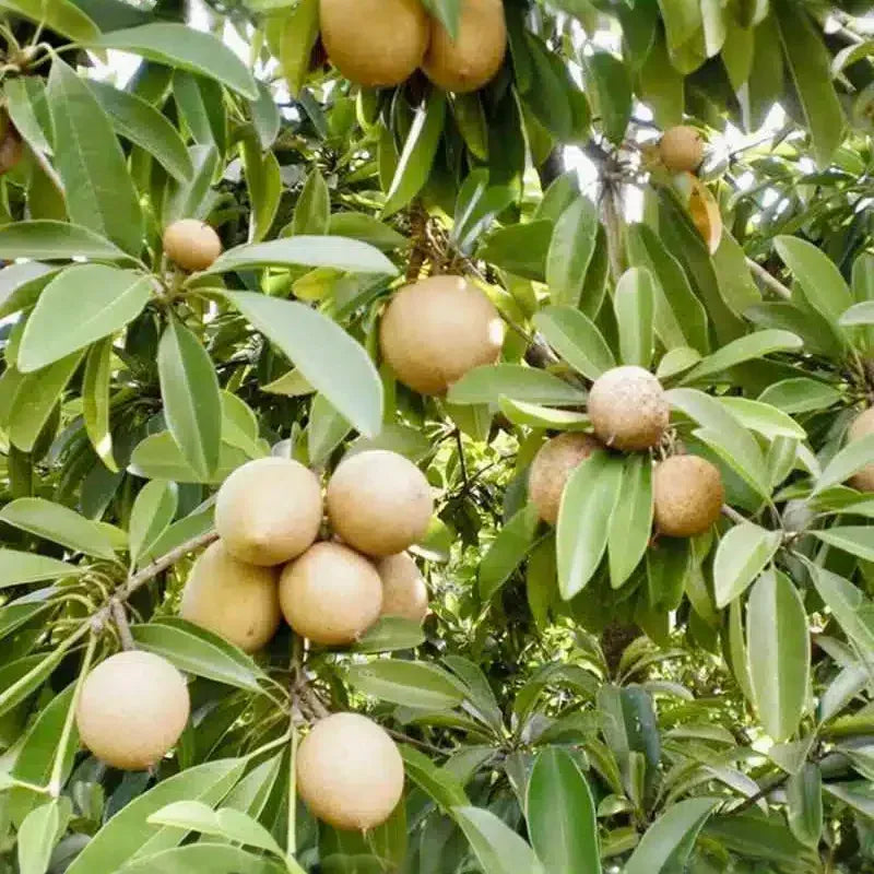 Grafted Sapodilla Tree (Manilkara zapota) – Live Tropical Fruit Tree, 24”-36”, Fast Fruiting, Sweet Caramel-Like Flavor