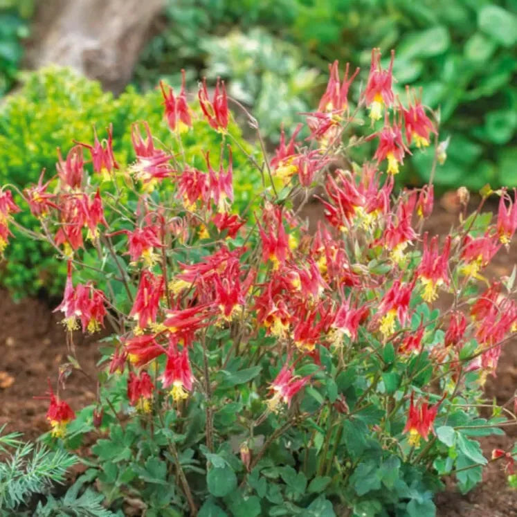 500 Seeds Columbine EASTERN RED Perennial, Aquilegia canadensis, PartShade, Attracts Pollinators, Non-GMO, Beautiful Red Blooms