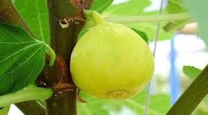 100+ White Marseilles Fig Seeds β Grow Ficus carica Sweet Heirloom Figs for Garden & Home