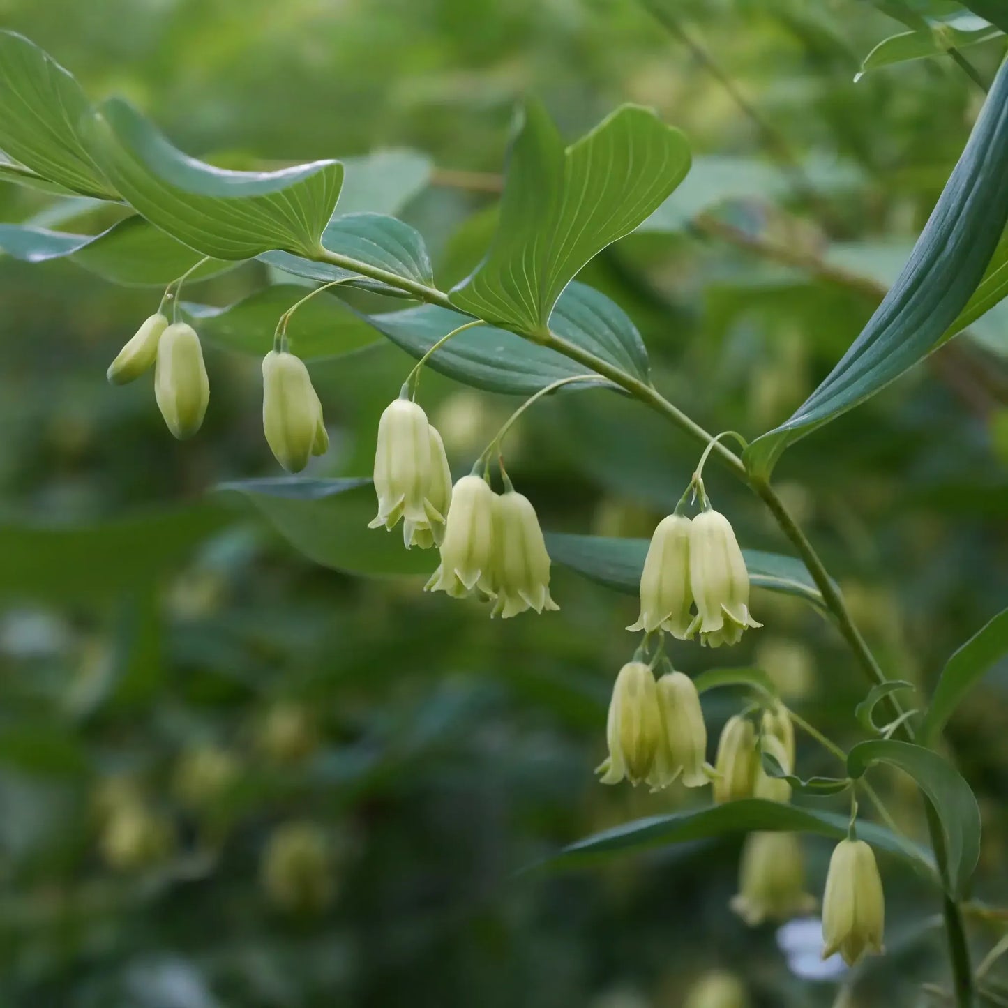 5 True Solomon's Seal Plants, Polygonatum biflorum, Bare Root Perennials, Shade-Loving Wildflowers