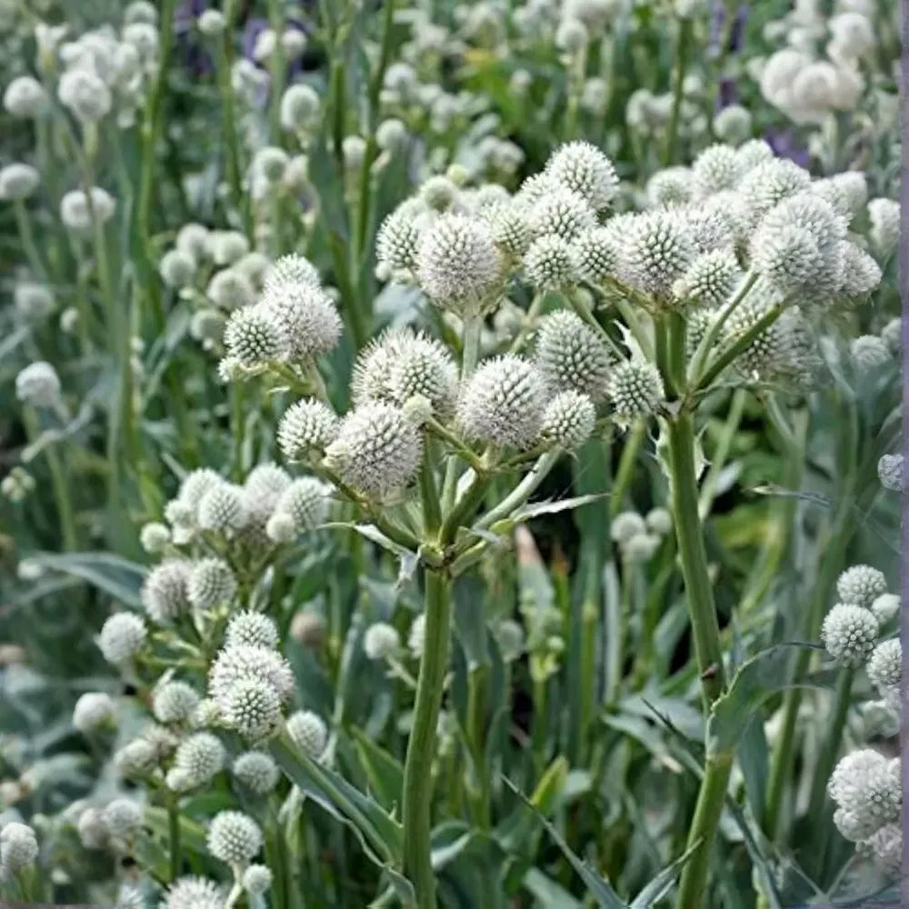 Rattlesnake Master Seeds 1g | Eryngium yuccifolium | Native Prairie Perennial, Pollinator Friendly, Unique Foliage, Non-GMO