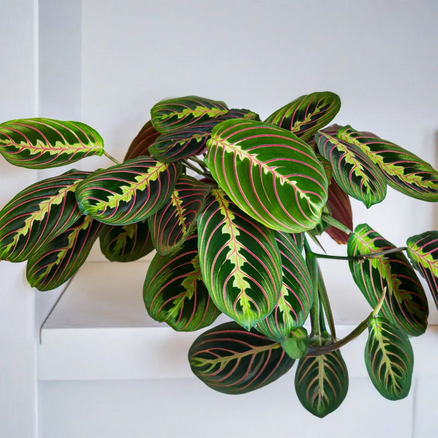 25 Prayer Calathea Seeds - Exotic Tropical Houseplant - Stunning Foliage for Indoor & Shaded Gardens
