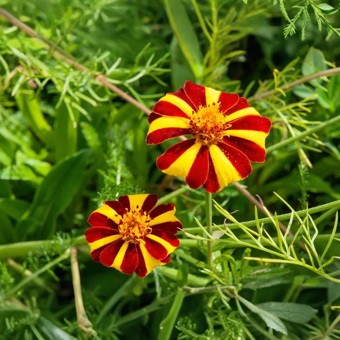 100 Seeds French Marigold Court Jester Harlequin - Tall, Non-GMO, Beneficial Pollinator Plant, Vibrant Blooms, for Gardens & Landscapes
