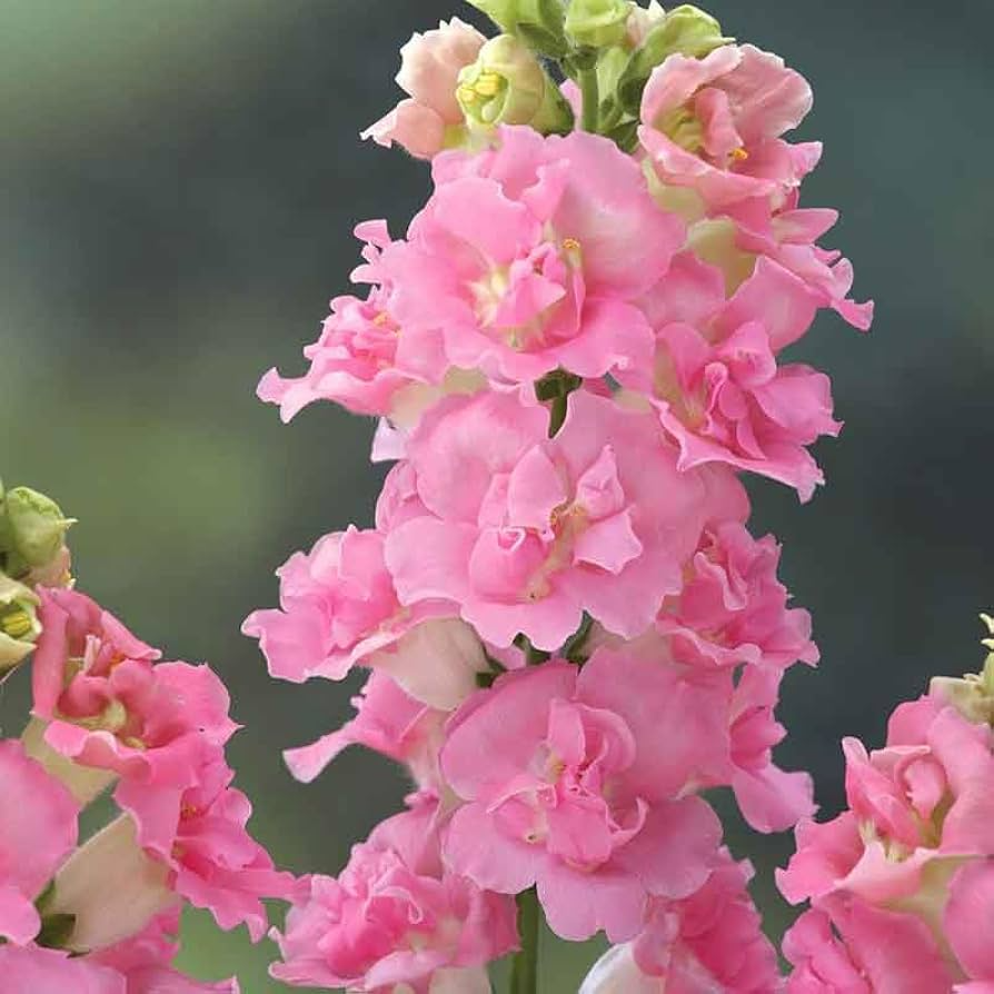 Antirrhinum majus Rocket Pink Snapdragon Seeds β 1000+ Vibrant Pink Blooms for Garden & Cut Flowers