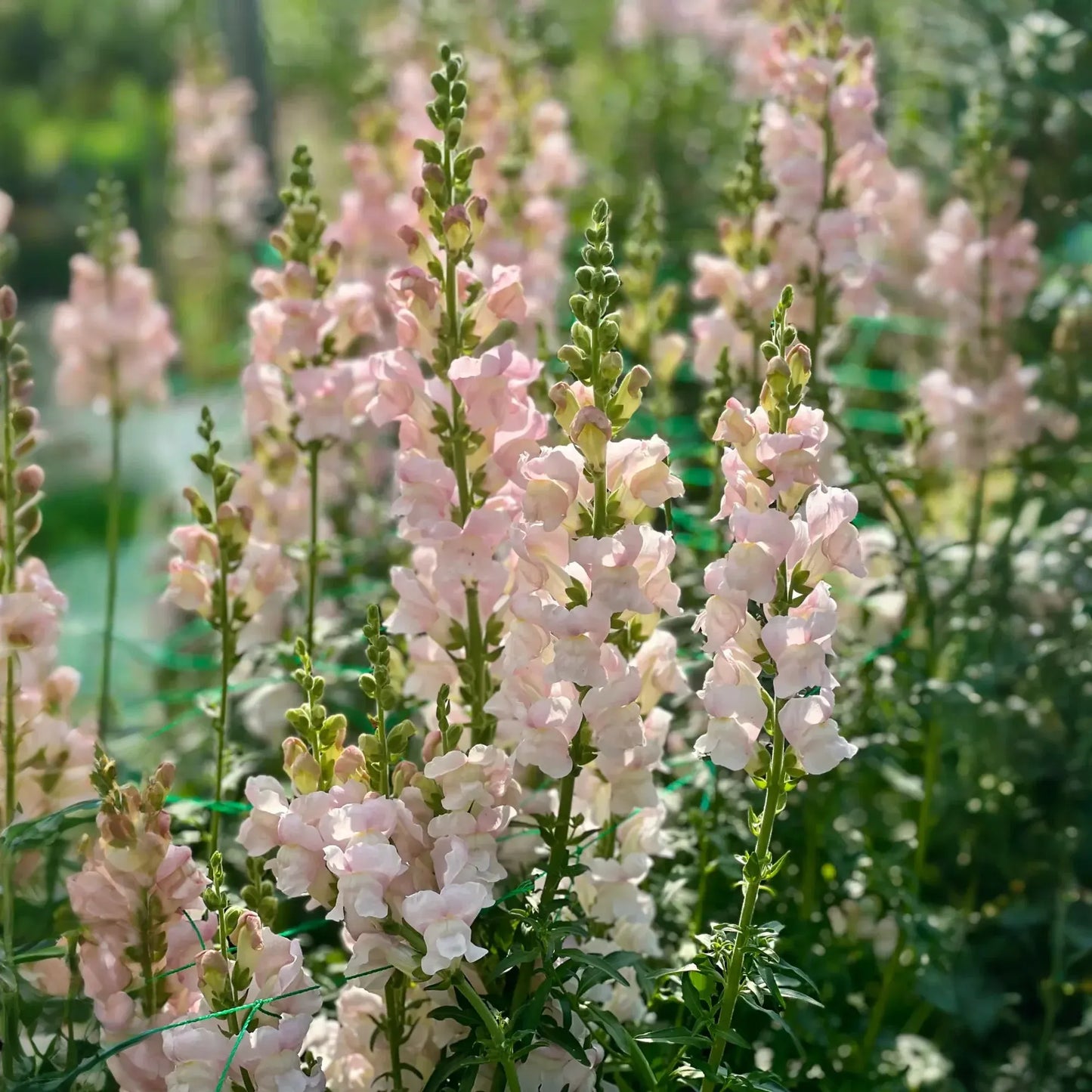Appleblossom Snapdragon Seeds (Antirrhinum majus) | 1000+ Seeds | Soft Pastel Blooms for Garden & Borders