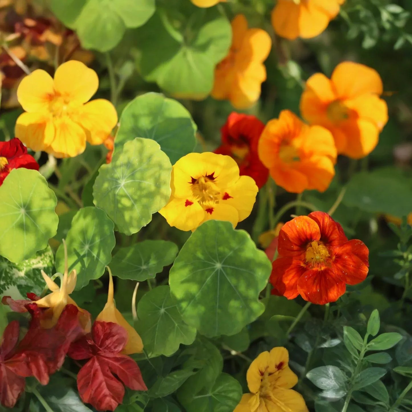 Tropaeolum majus Alaska Gold Nasturtium Seeds β 50+ Vibrant Yellow Blooms & Variegated Foliage for Garden and Containers