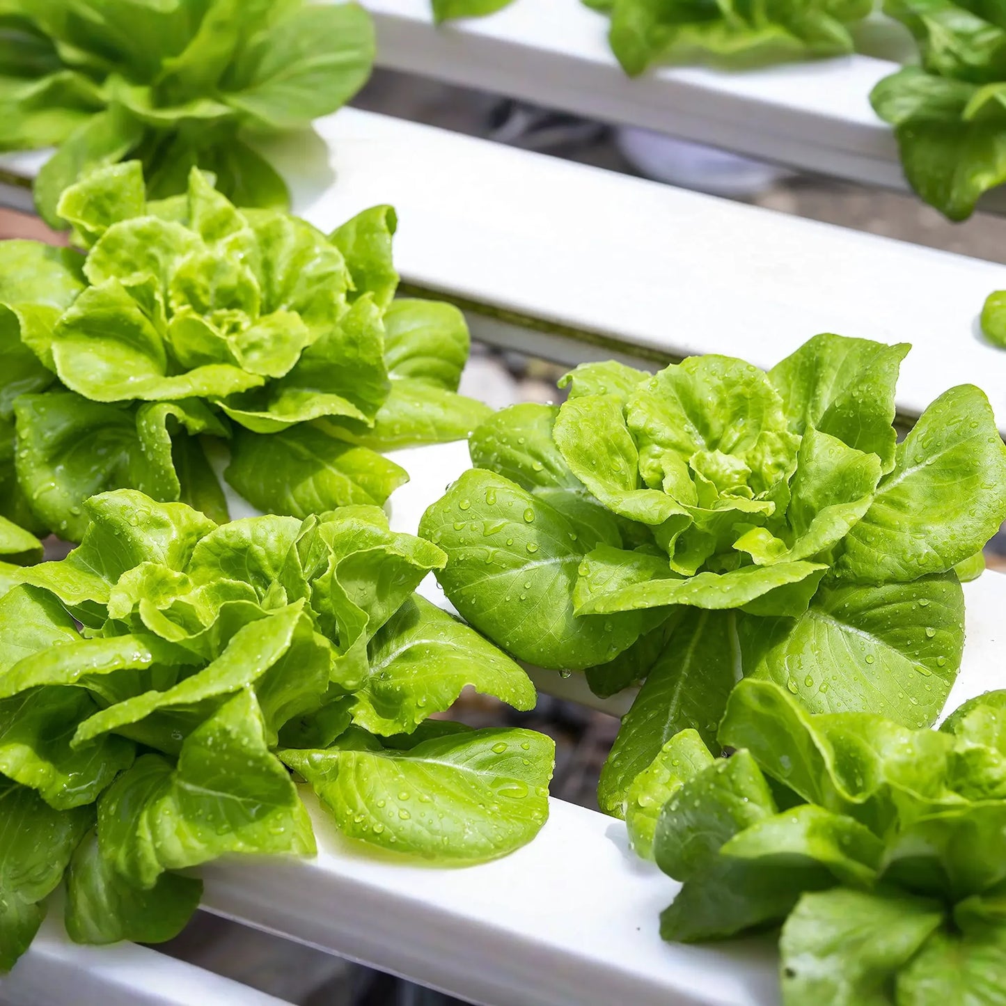1000 Buttercrunch Lettuce Seeds – Lactuca sativa – Heirloom, Sweet & Buttery, Heat-Tolerant, Perfect for Salads