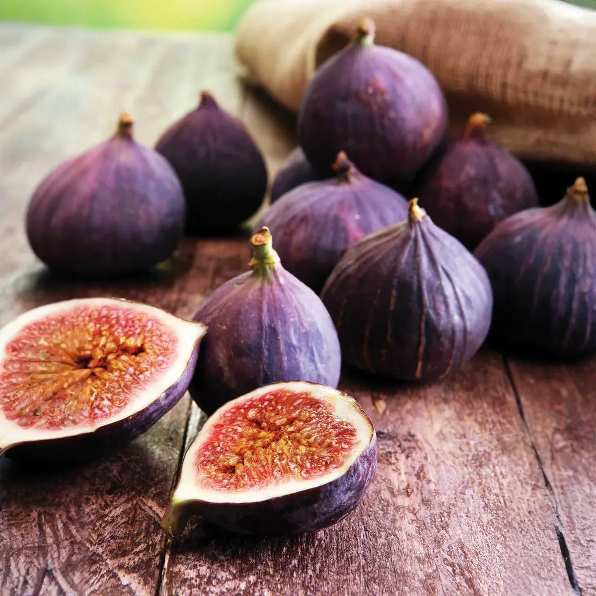 6 Violette de Bordeaux Fig Cuttings for Propagation Sweet Purple-Black Fruit