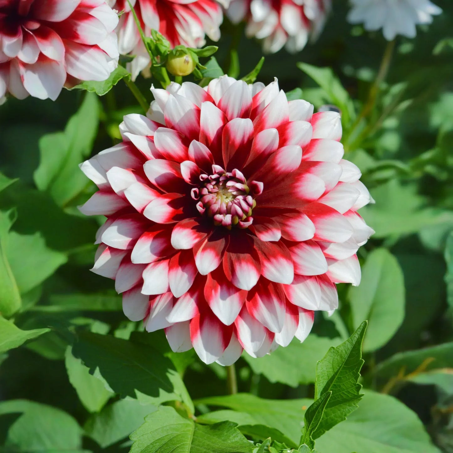 Dahlia Duet Tuber - Red & White Large Blooms, Perfect for Borders and Bouquets, USDA Zones 3-10