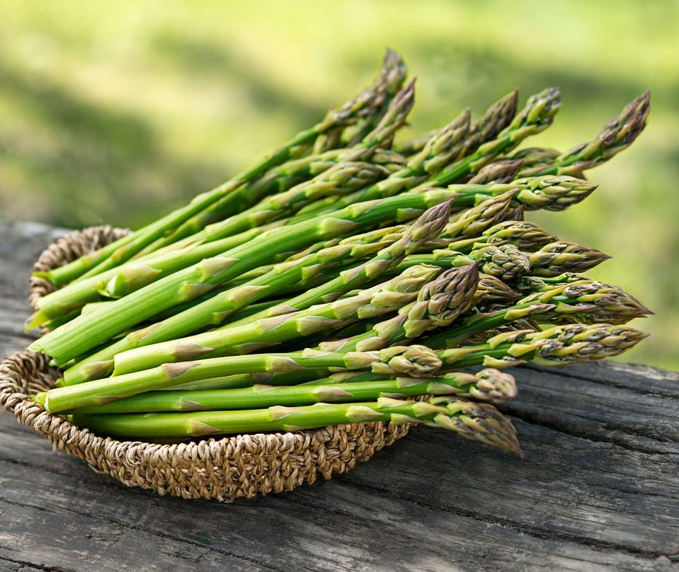 Jersey Knight Live Asparagus Bare Root Plants, 2-Year Crowns, Asparagus officinalis, High-Yield, Easy to Grow