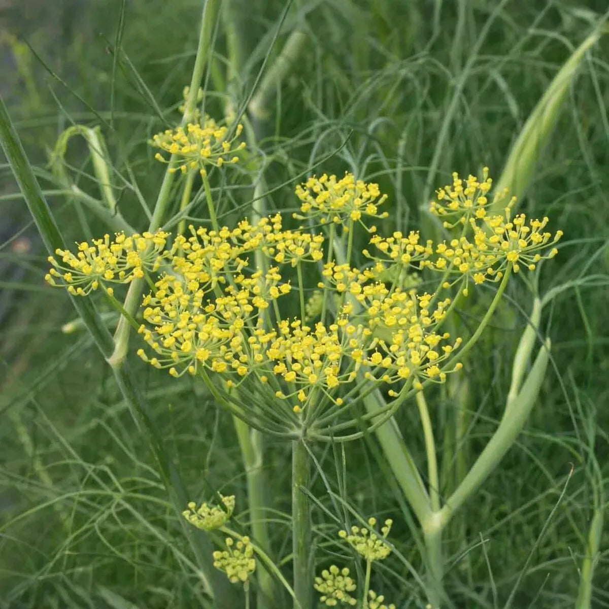 200 Fennel Seeds Herb, Perennial, Swallowtail Butterfly Host Plant, Non-GMO, Aromatic, Healthy, Easy to Grow, Perfect for Gardens