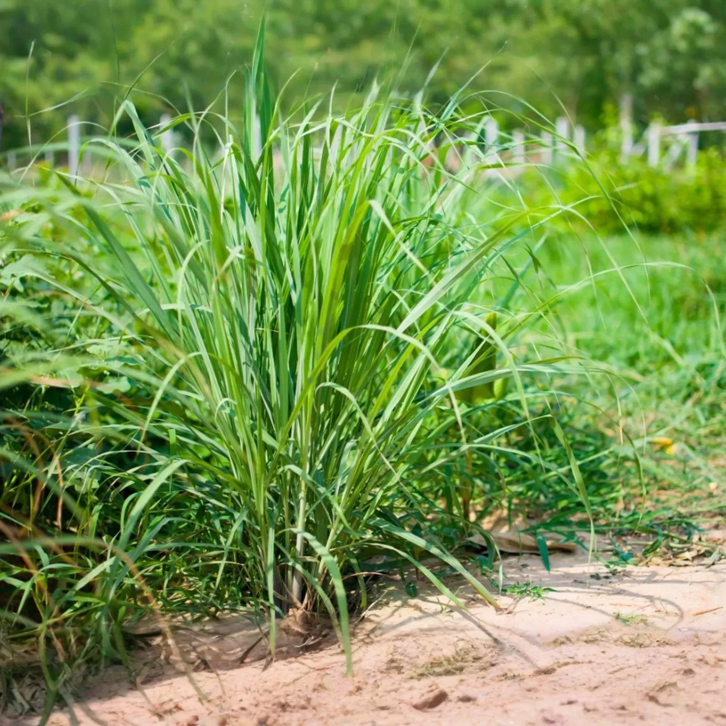 5 Lemongrass Plants - Bare Root Cymbopogon Herb - Easy to Grow, Ready to Plant
