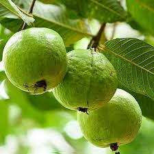50+ Detwiler Guava Seeds β Grow Exotic Psidium guajava Fruit for Home & Garden Planting