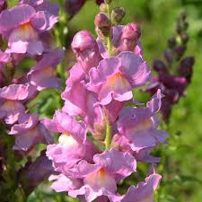 Antirrhinum majus Liberty Lilac Snapdragon Seeds β 1000+ Soft Lilac Blooms for Garden & Cut Flowers