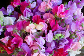 50+ Summer Romance Sweet Pea Seeds – Blush Pink Fragrant Blooms for Garden Planting, Climbing Vines for Trellises & Bouquets – USA