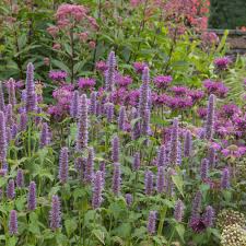 1,000 Anise Hyssop Seeds β Non-GMO, Fragrant Pollinator Plant, USA Seller,