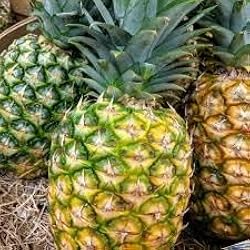 Queen Pineapple Seeds - 15+ Tropical Fruit Seeds - USA Grown - - Sweet Compact Fruit - Container Friendly - Home Garden