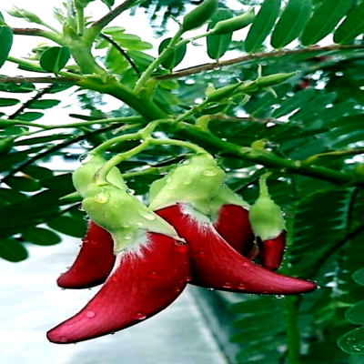 20 Hummingbird Tree Seeds (Sesbania grandiflora) "Agati" β Tropical 50 Ft Tree, Fast Growing & Rare Flowering Plant
