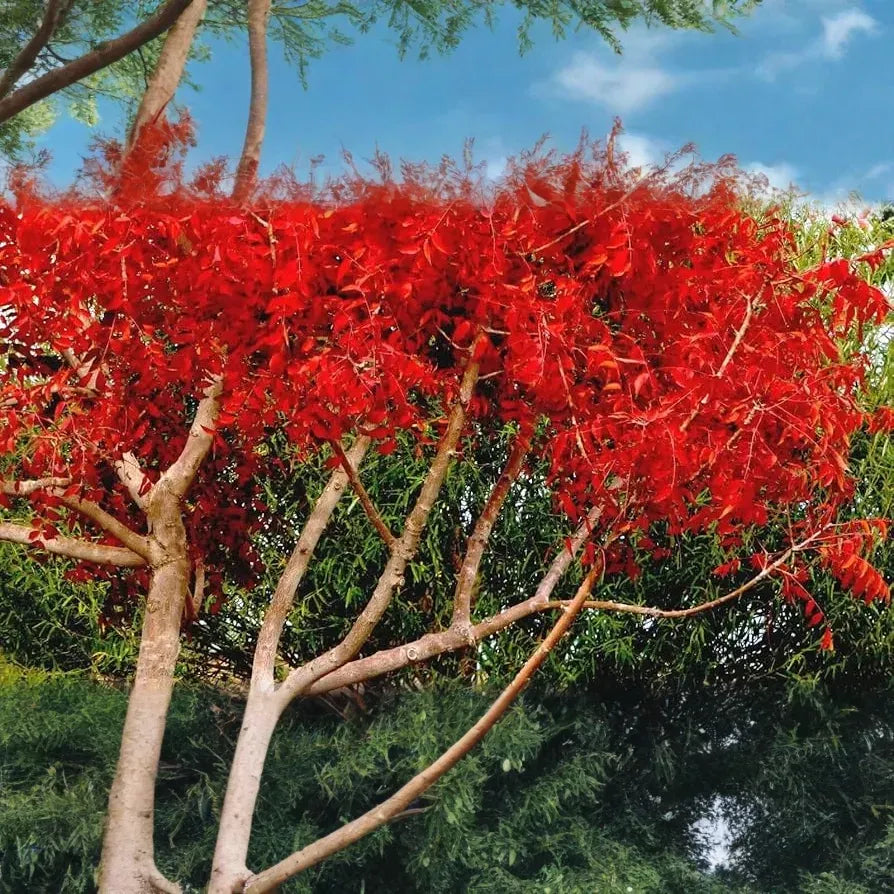 10 Chinese Pistachio Tree Seeds (Pistacia chinensis) – Hardy Ornamental, Fast Fall Color, 35' Tall
