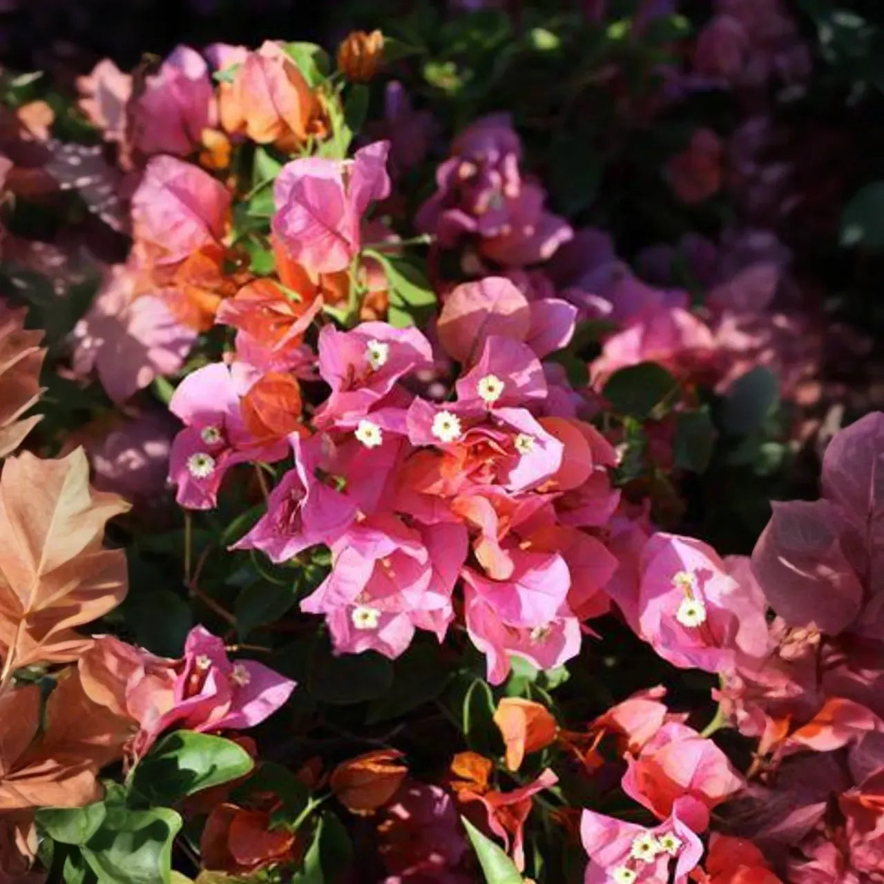 Rosenka Bougainvillea Starter Plant | Rare Well-Rooted Plug | Colorful Live Evergreen | Tropical Vine for USDA Zones 9+