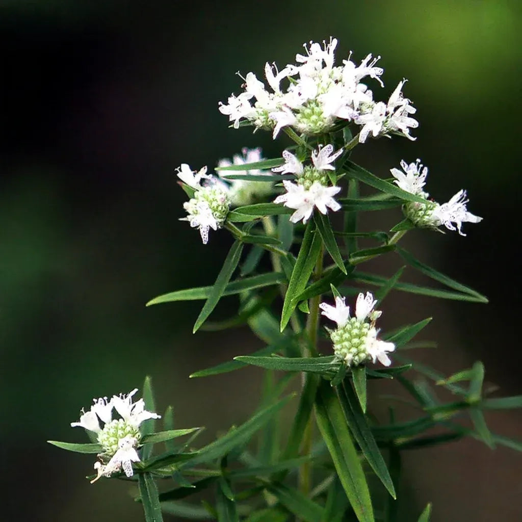 30mg Mountain Mint Herb Seeds | Pycnanthemum spp. Aromatic Perennial | Pollinator-Friendly & Medicinal Herb