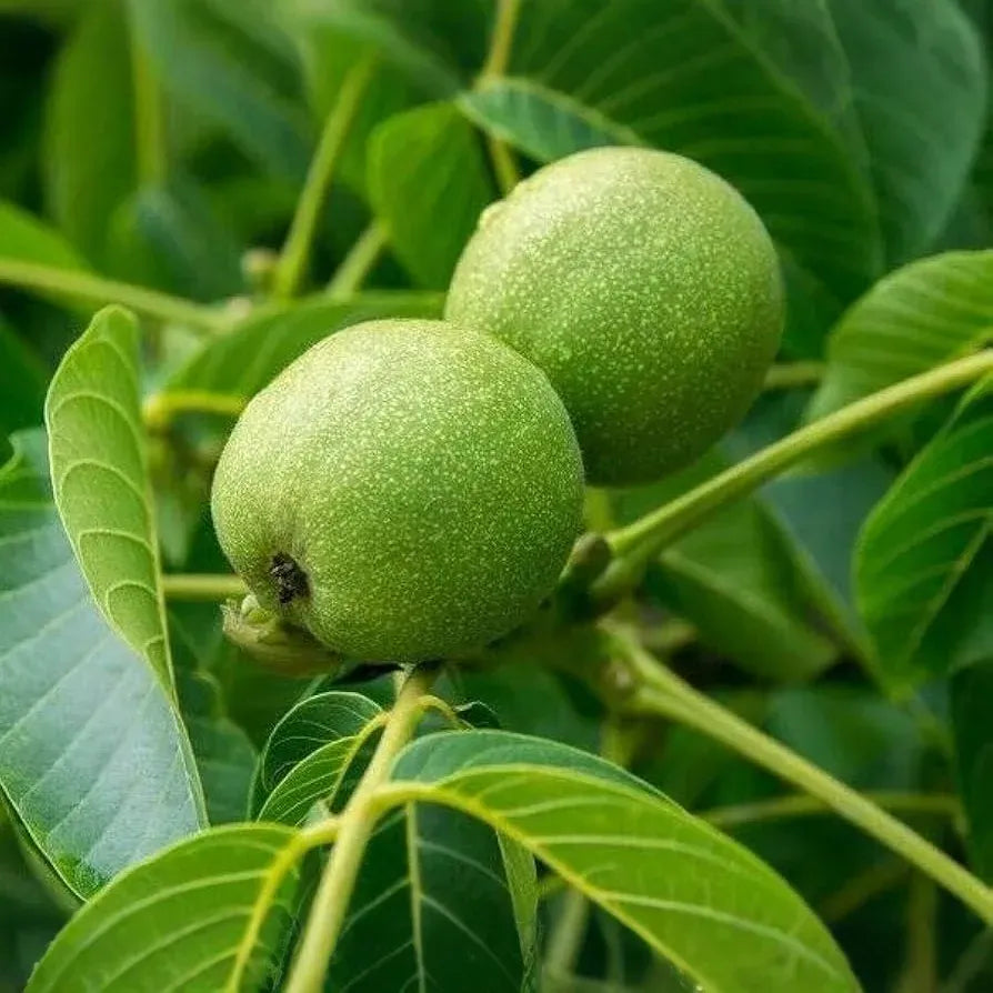 2 Black Walnut Trees Bare Root Live Plants, 2ft Tall, Juglans nigra, Nut-Producing Shade Trees