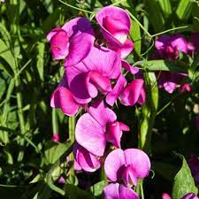 50+ Bridget McAleer Sweet Pea Seeds β Fragrant Pink & White Blooms for Garden Planting, Climbing Vines for Trellises β USA