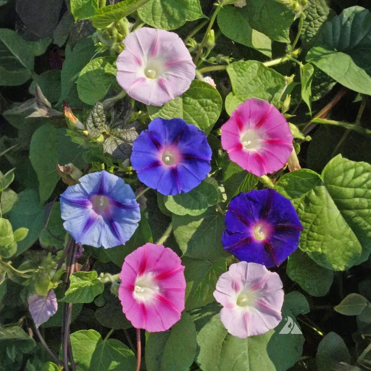 100 Morning Glory Vine Seeds Mixed Colors | Heirloom, Non-GMO, Ipomoea Flower Mix, Fast-Growing, Vibrant Climbing Vines for Garden
