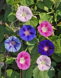 100 Seeds Morning Glory Tall Mix โ Ipomoea purpurea โ 5-Color Blooming Vine โ Non-GMO, Pollinator Magnet, Loved by Hummingbirds
