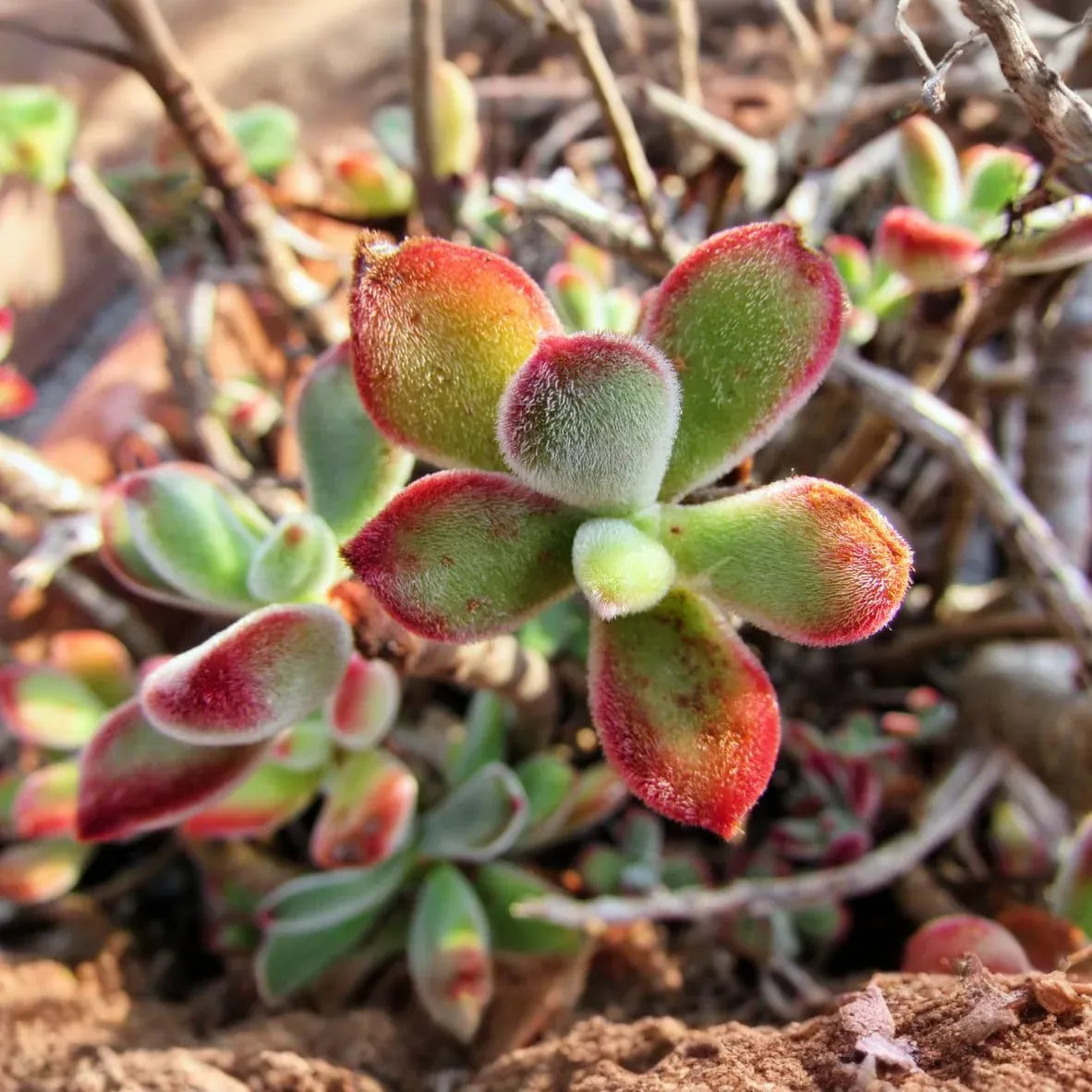 Echeveria pulvinata ‘Plush Chenille’ | 3 Rooted Cuttings 1" Live Fuzzy Succulent Plants | Red-Tipped Leaves, Drought-Tolerant, Easy-Care