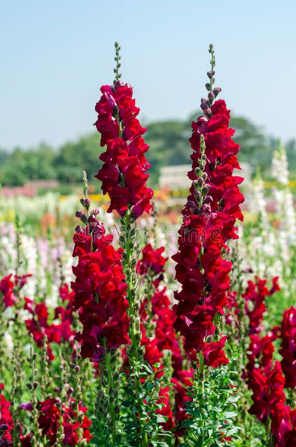 Antirrhinum majus Rocket Red Snapdragon Seeds β 1000+ Bold Red Blooms for Garden & Cut Flowers